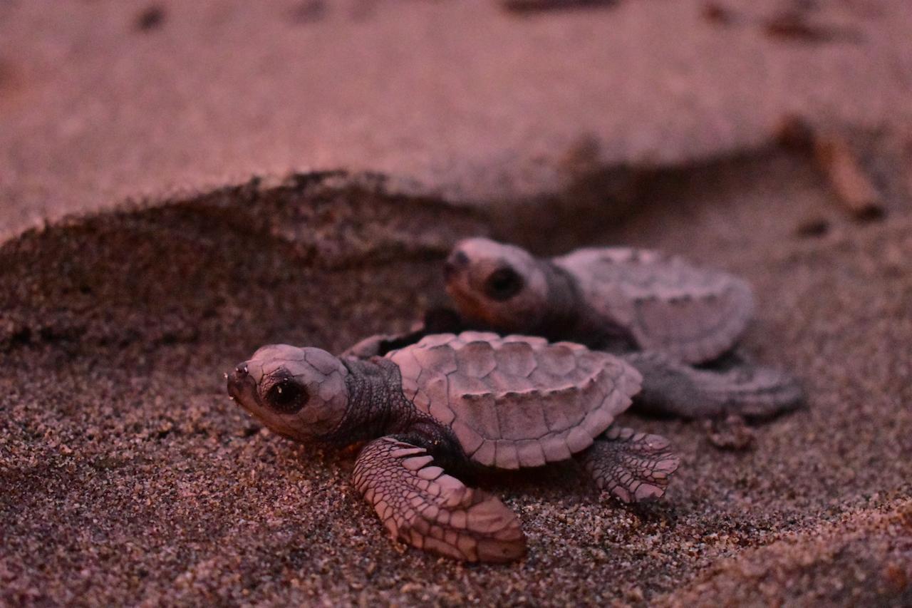 Crown Paradise Golden All Inclusive Resort - Adults Only Puerto Vallarta Exterior photo A hawksbill turtle hatchling